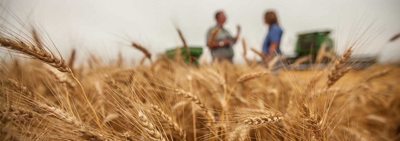 Close-up wheat field, grower and TA in background